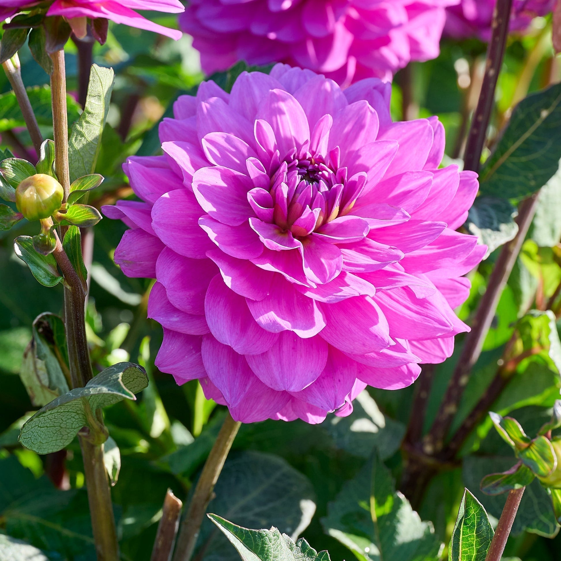 Dahlie 'Karma Lagoon'