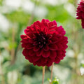 Dahlie 'Karma Naomi'