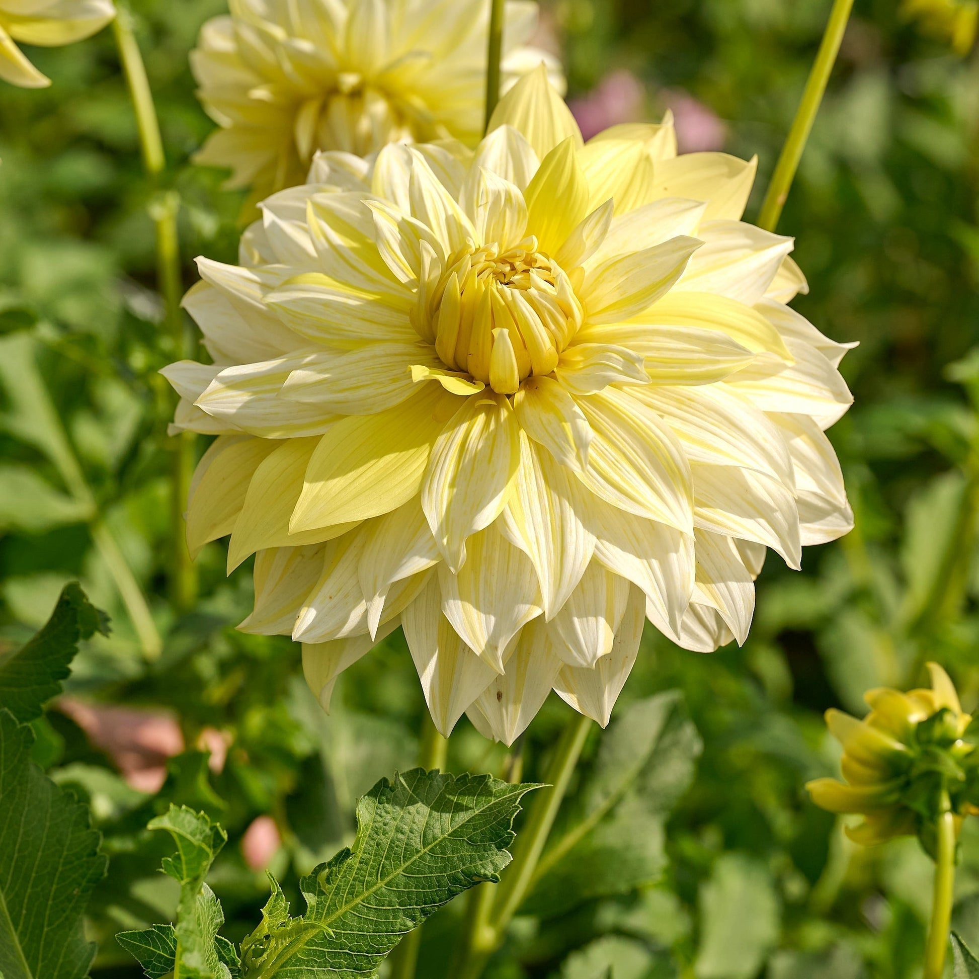 Dahlie 'La luna'