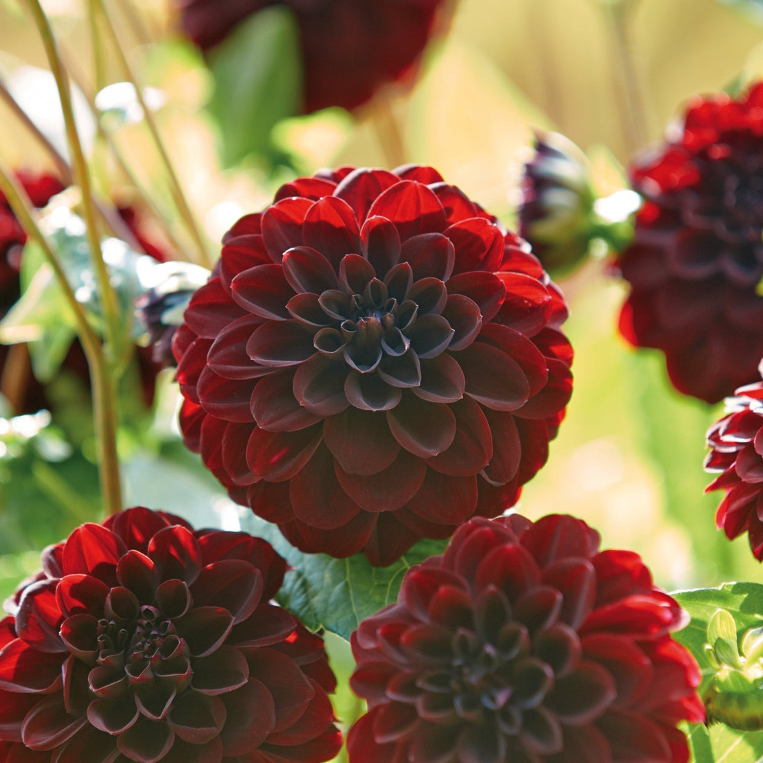 Dahlie 'La Recolata'