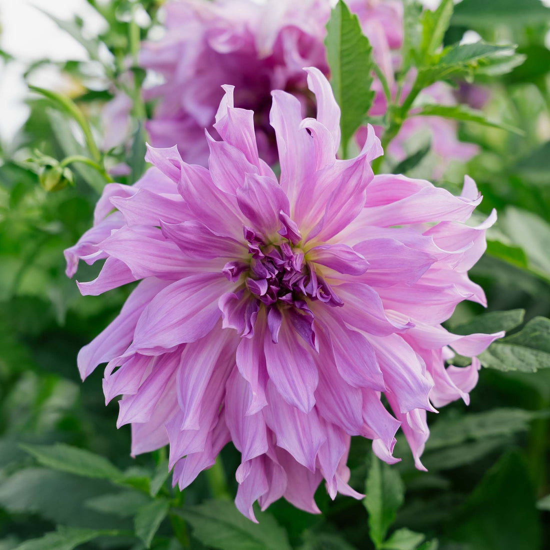 Dahlie 'Lavender Ruffles'