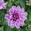 Dahlie 'Lilac Time'