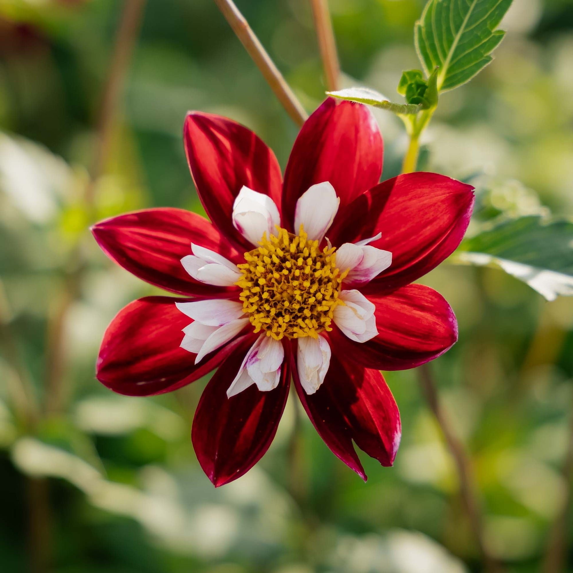 Dahlie 'Mary Evelyn'