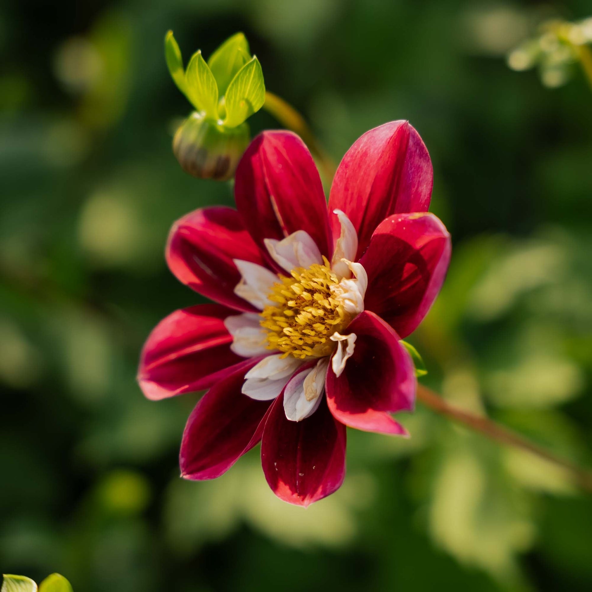 Dahlie 'Mary Evelyn'