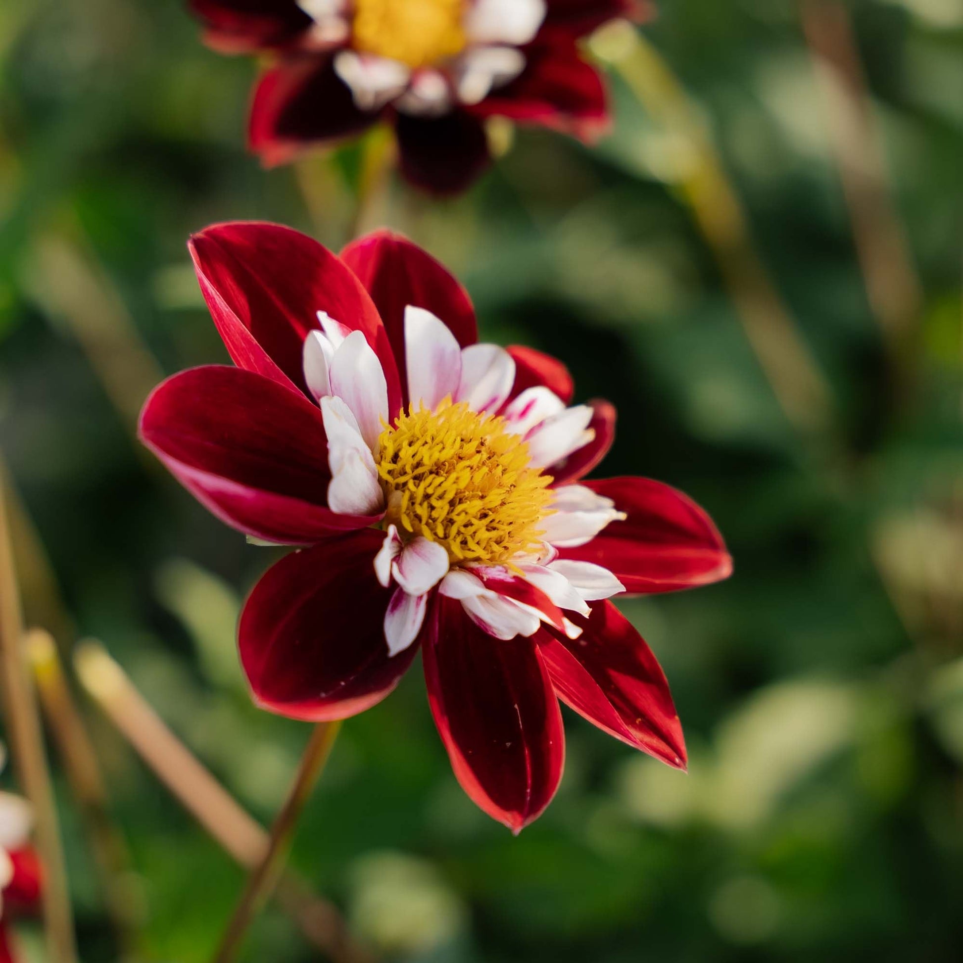 Dahlie 'Mary Evelyn'