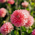 Dahlie 'Melody Allegro'