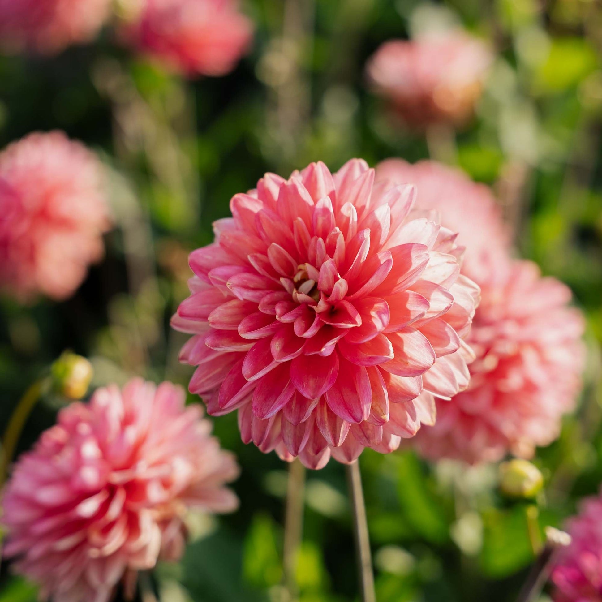 Dahlie 'Melody Allegro'