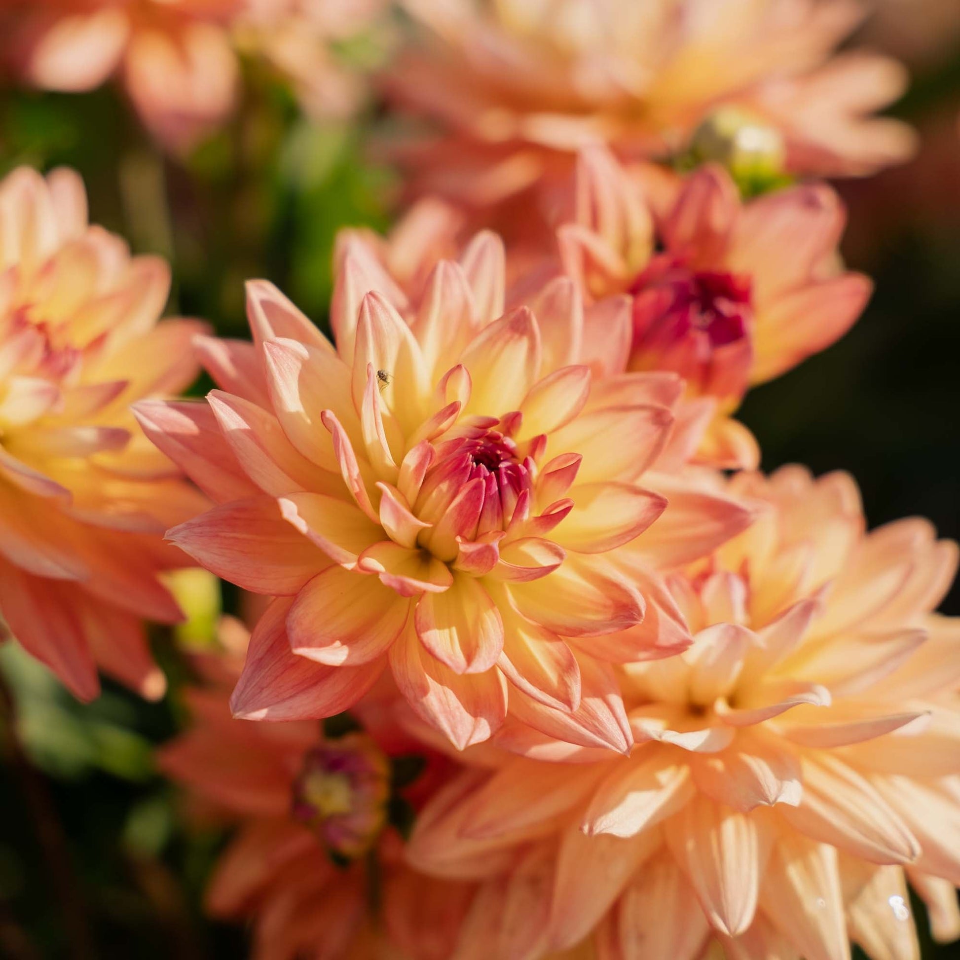 Dahlie 'Melody dora'