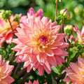 Dahlie 'Melody dora'