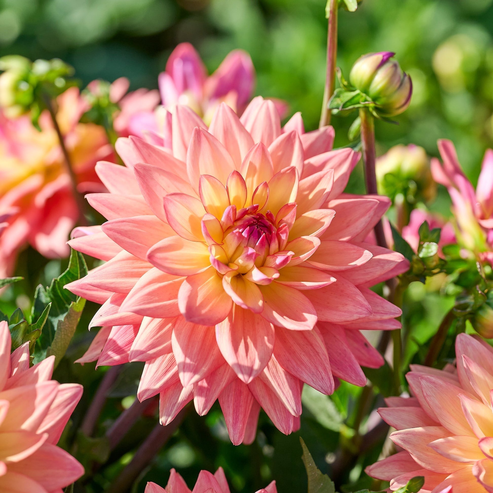 Dahlie 'Melody dora'