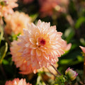 Dahlie 'Melody dora'