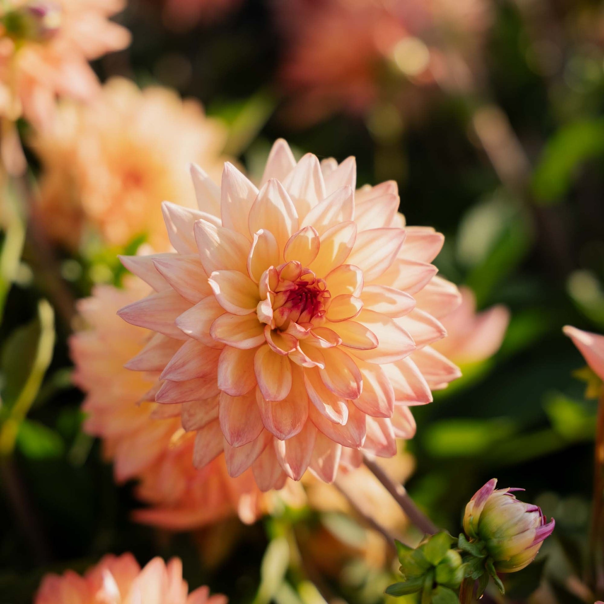 Dahlie 'Melody dora'