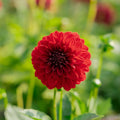 Dahlie 'Melody Mambo'