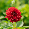 Dahlie 'Melody Mambo'