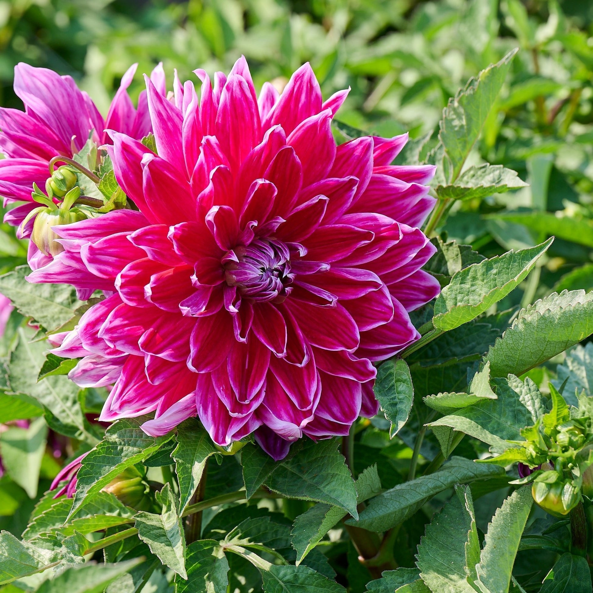 Dahlie 'Mero star'