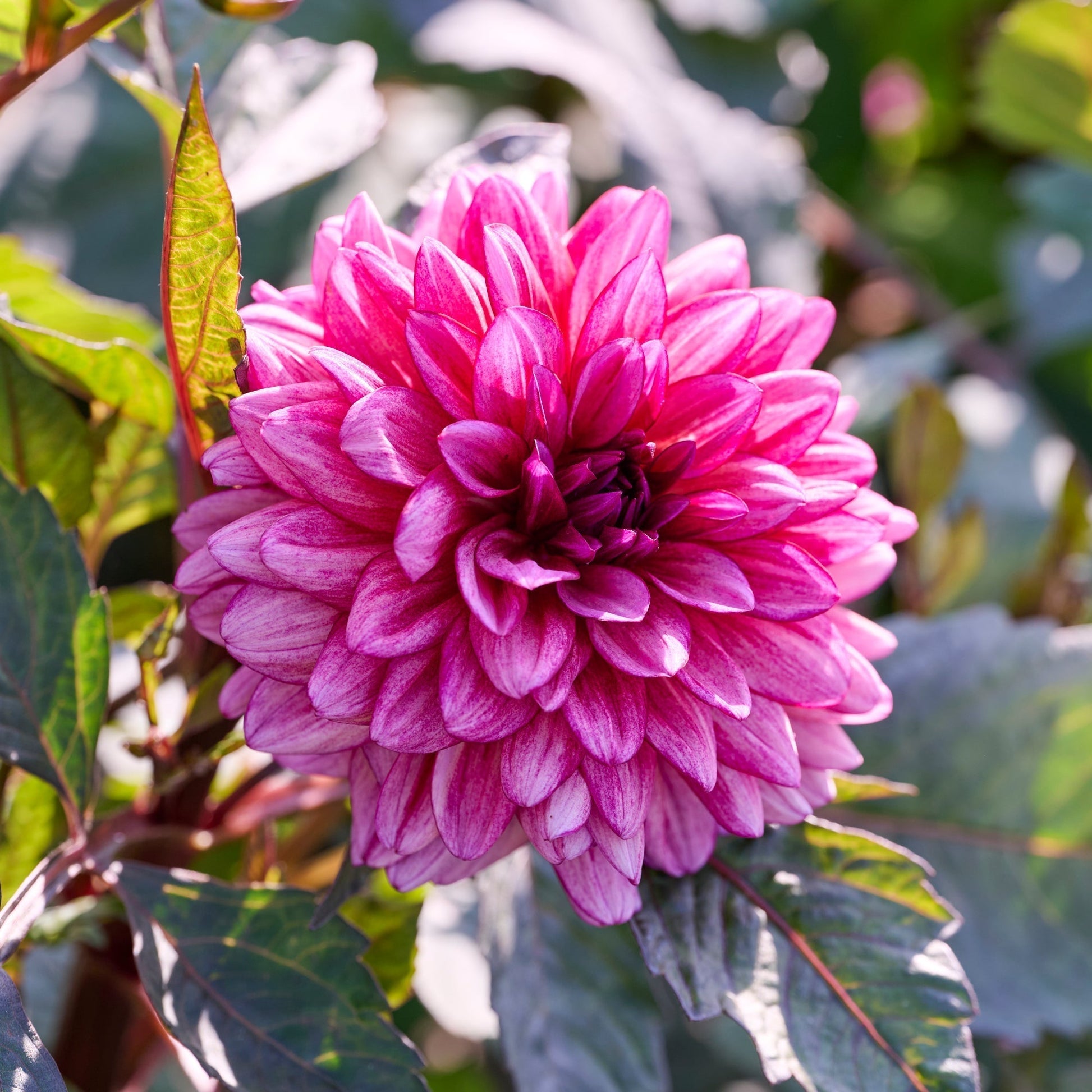 Dahlie 'Molly Raven'