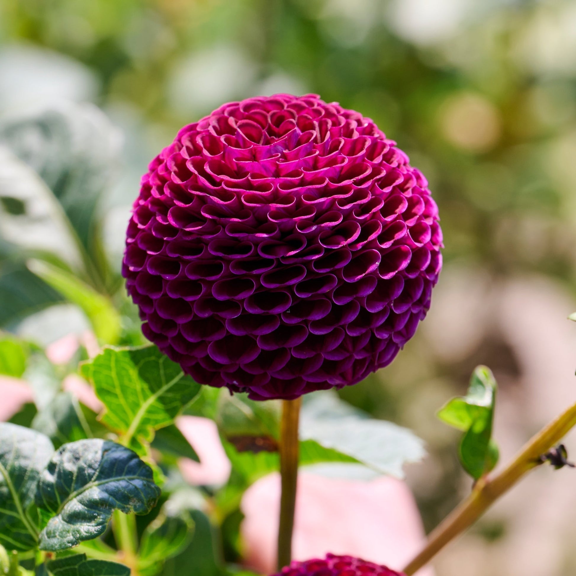 Dahlie 'Moorplace'