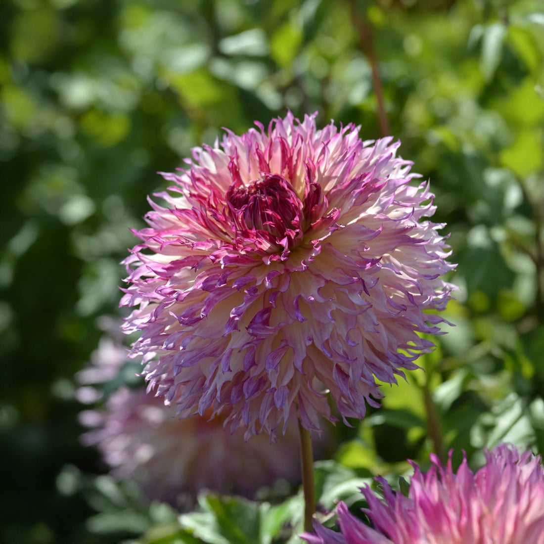 Dahlie 'Myrtle's Folly'