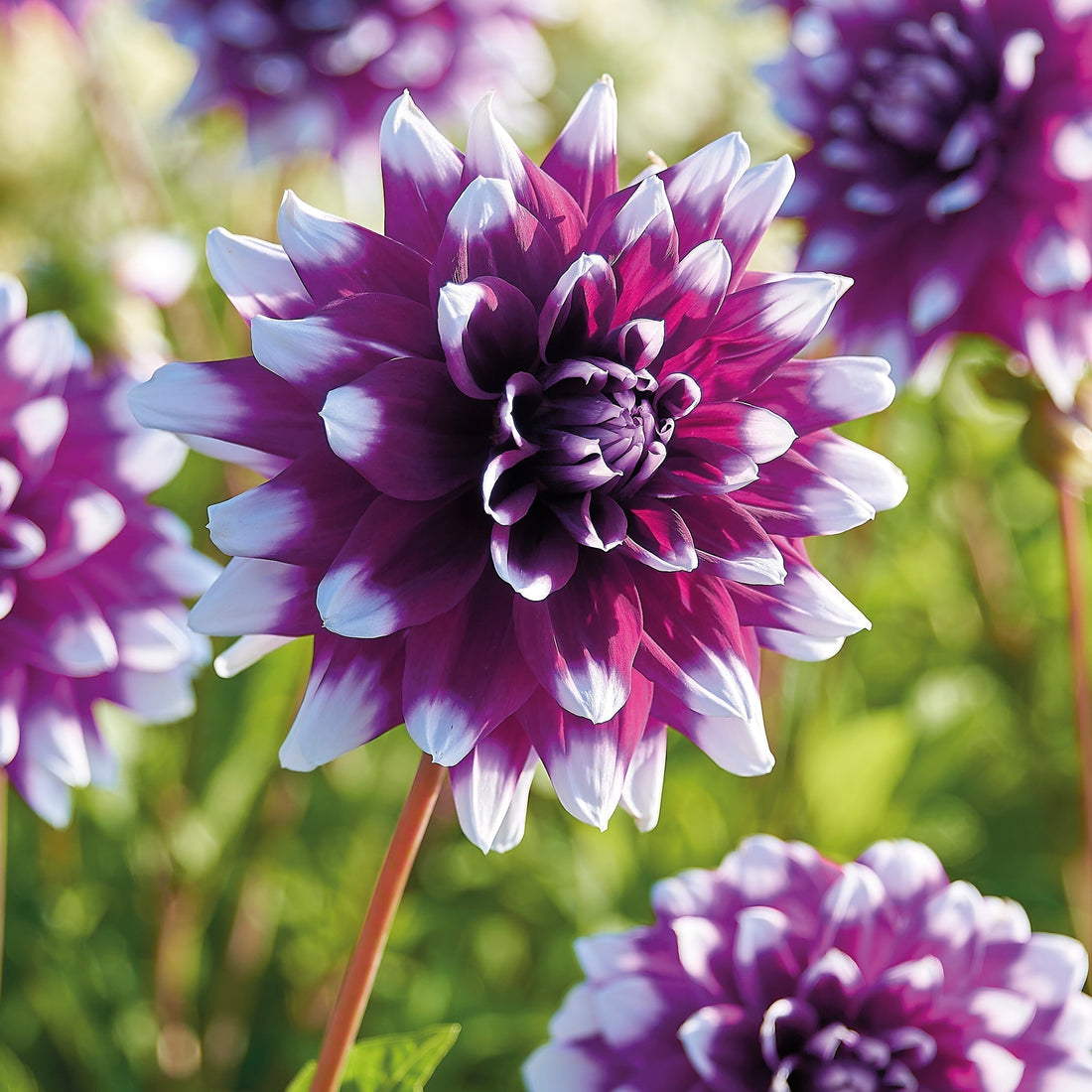 Dahlie 'Mystery Day'