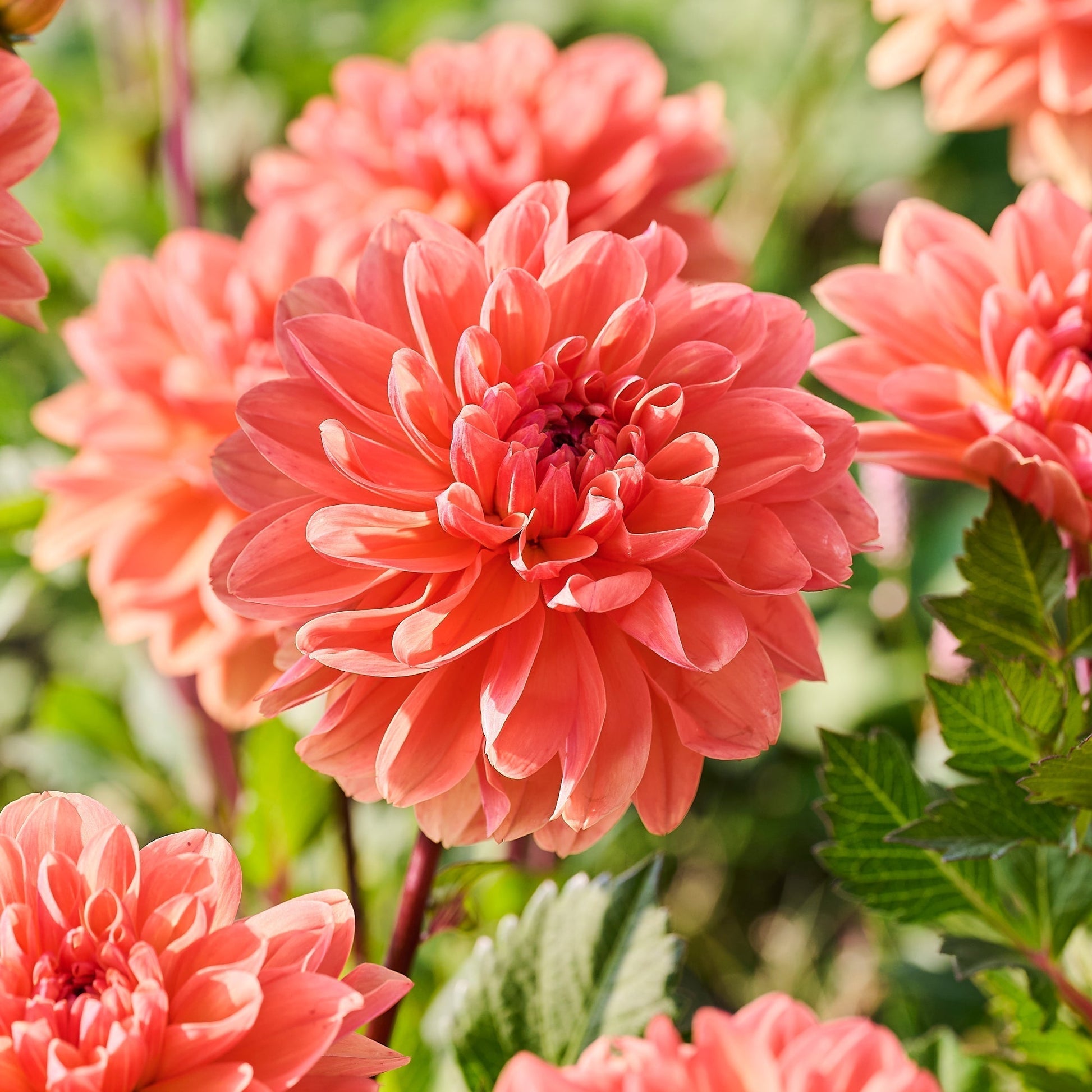 Dahlie 'Orange King'