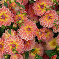 Dahlie 'Pacific View'