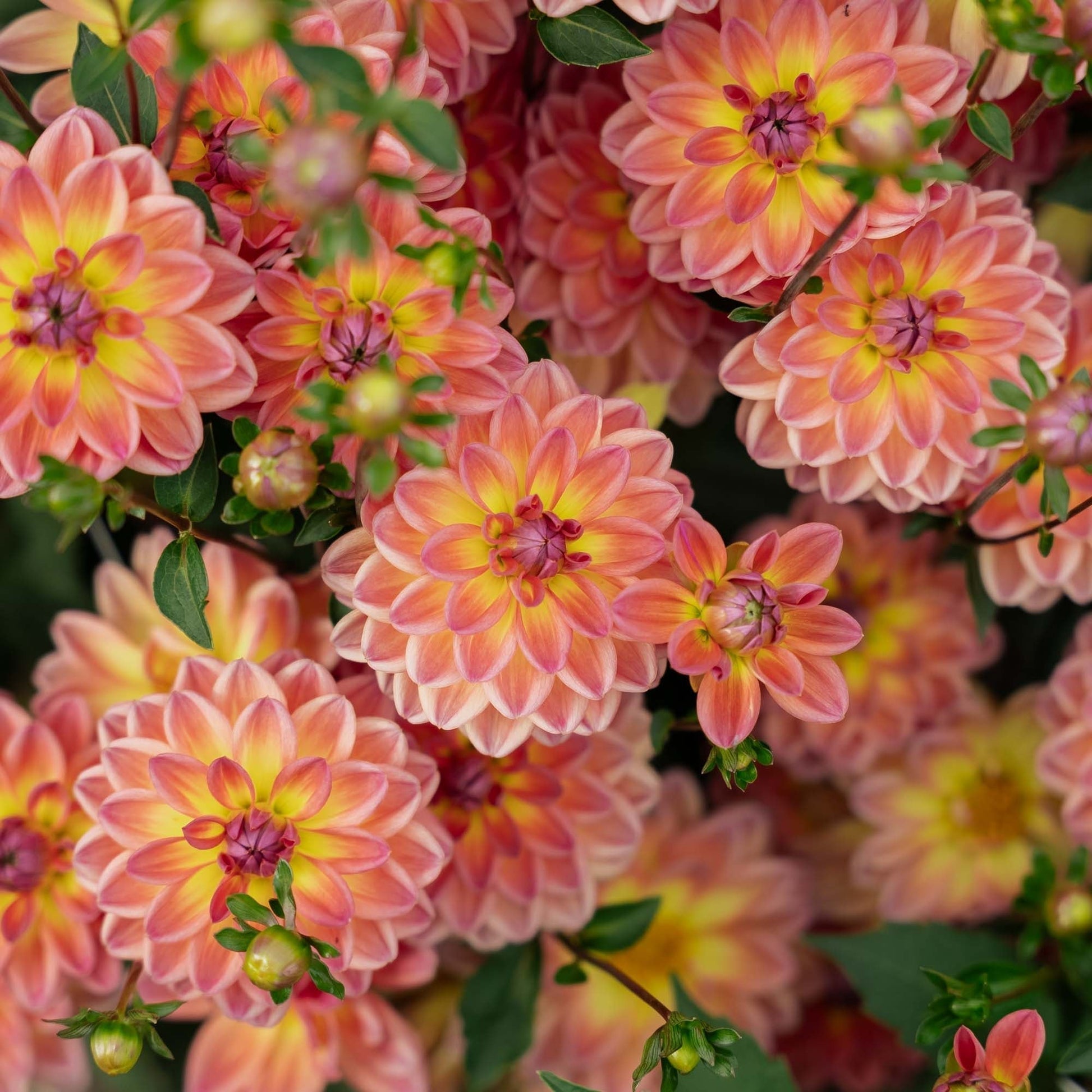 Dahlie 'Pacific View'