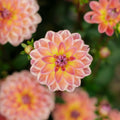 Dahlie 'Pacific View'