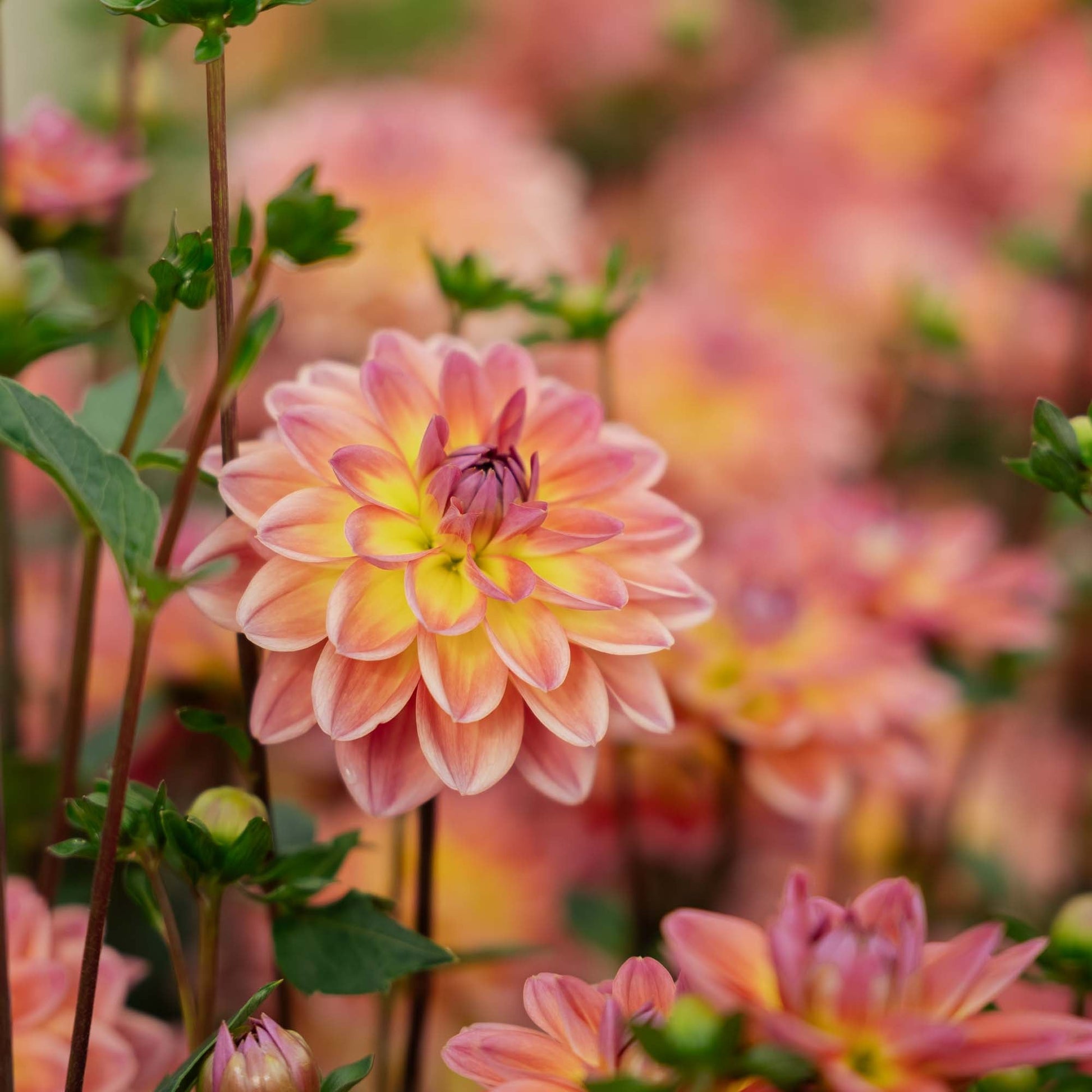 Dahlie 'Pacific View'