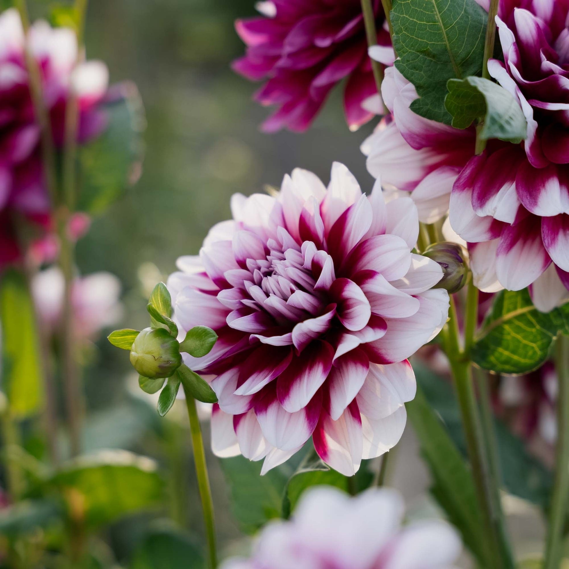 Dahlie 'Patches'
