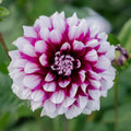 Dahlie 'Patches'
