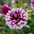 Dahlie 'Patches'