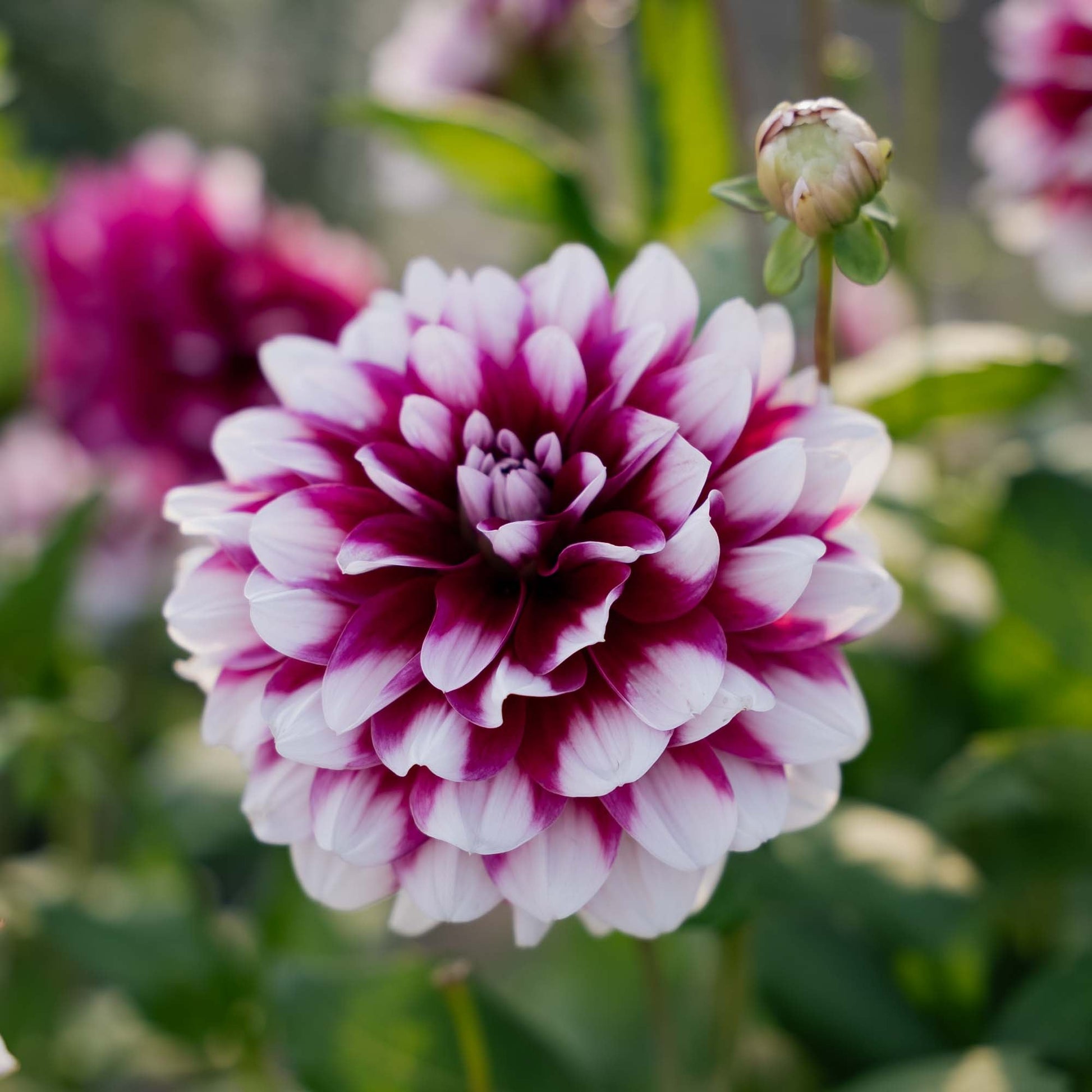 Dahlie 'Patches'
