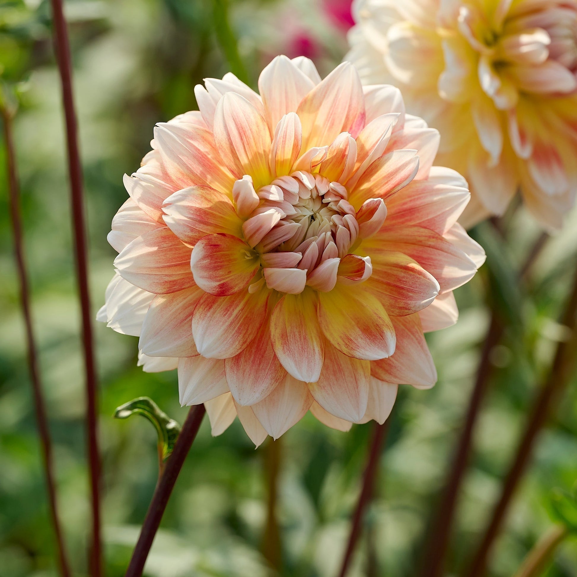Dahlie 'Peaches and Cream'