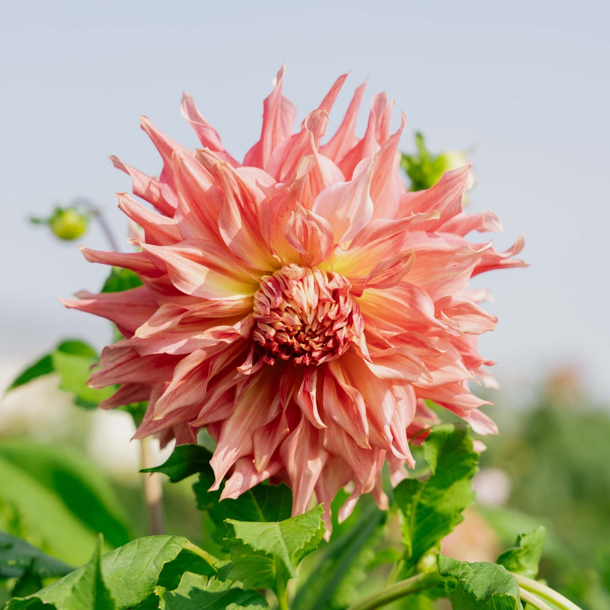Dahlie 'Penhill Watermelon'