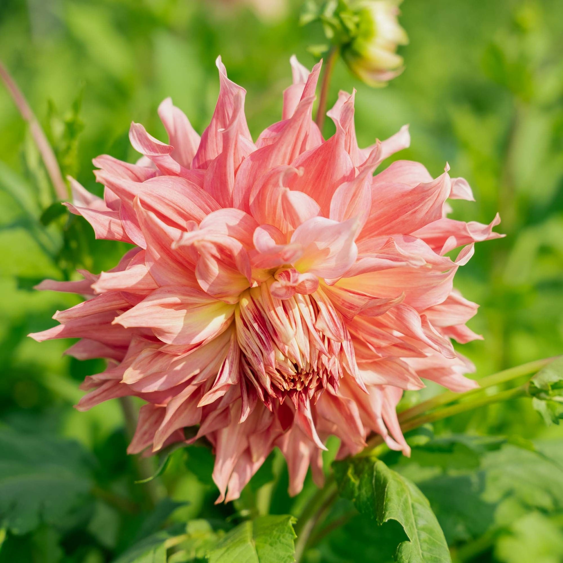 Dahlie 'Penhill Watermelon'
