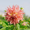 Dahlie 'Penhill Watermelon'