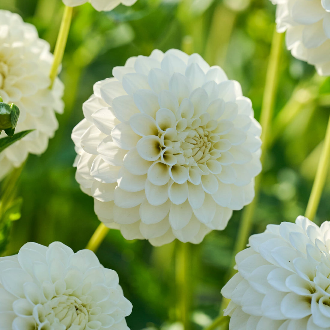 Dahlie 'Petra's Wedding'