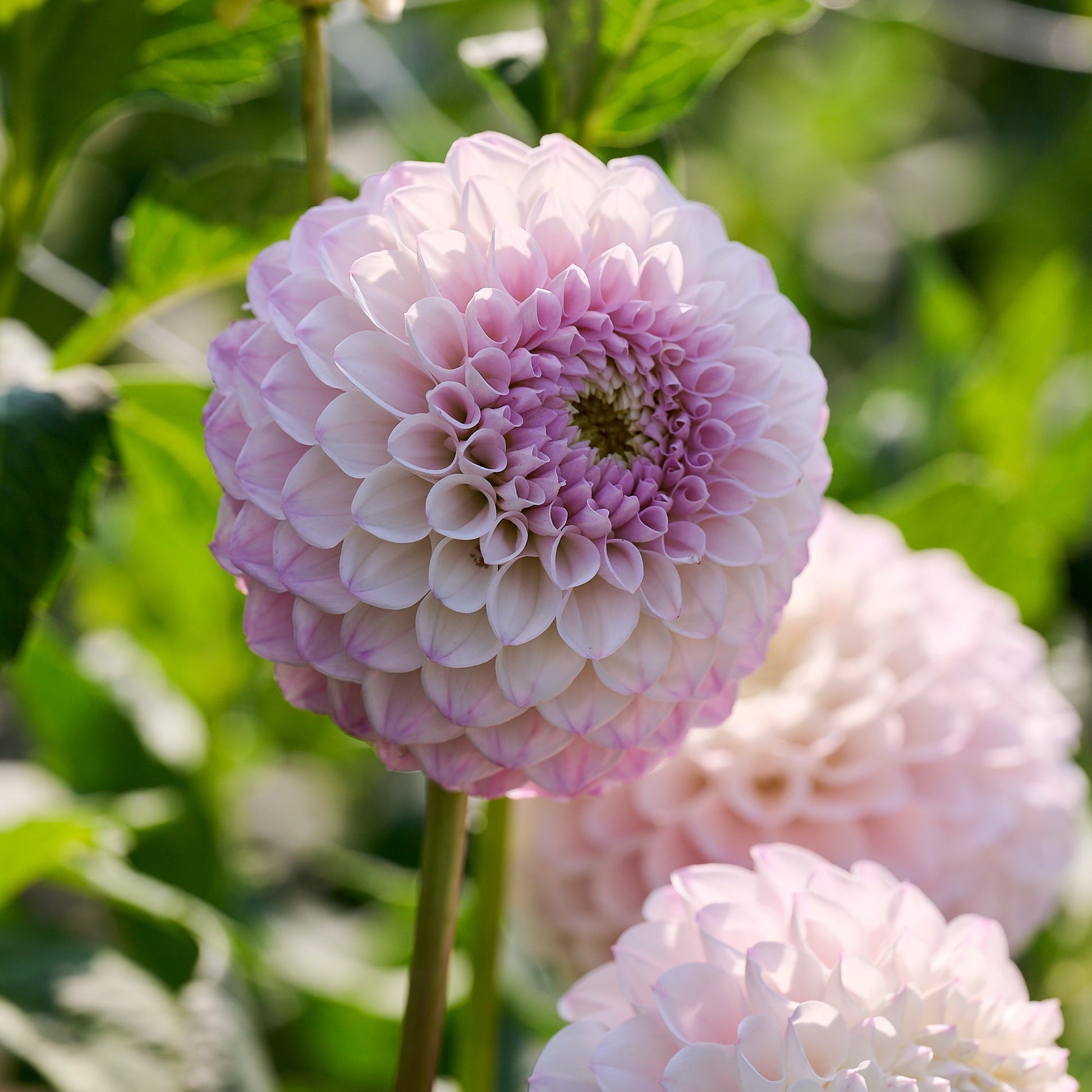 Dahlie 'Pink Pearl'