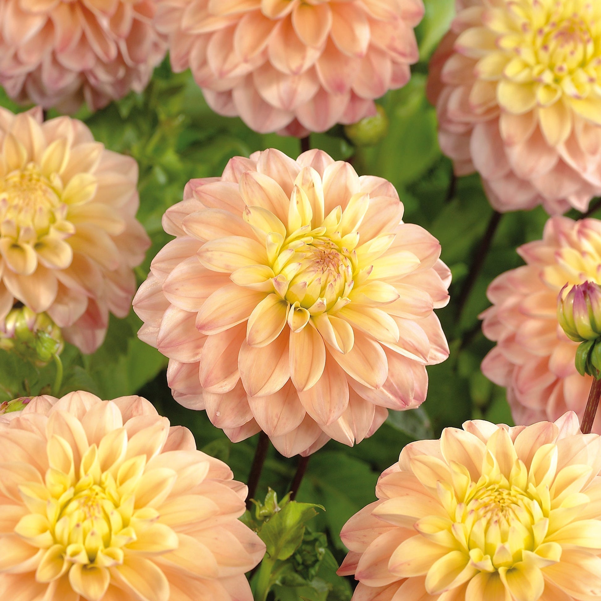 Dahlie 'Princesse Elisabeth'
