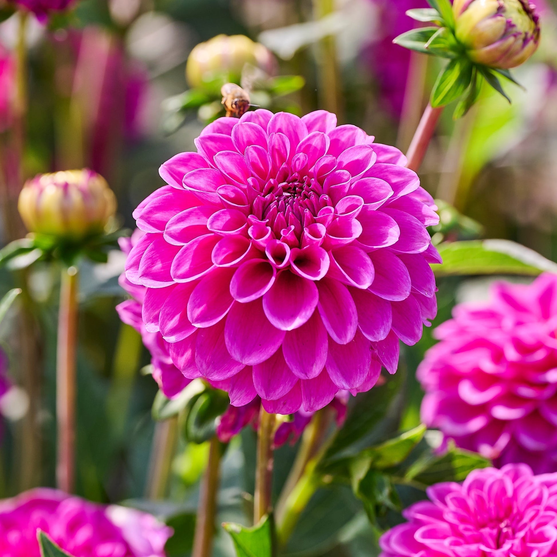 Dahlie 'Purple fox'