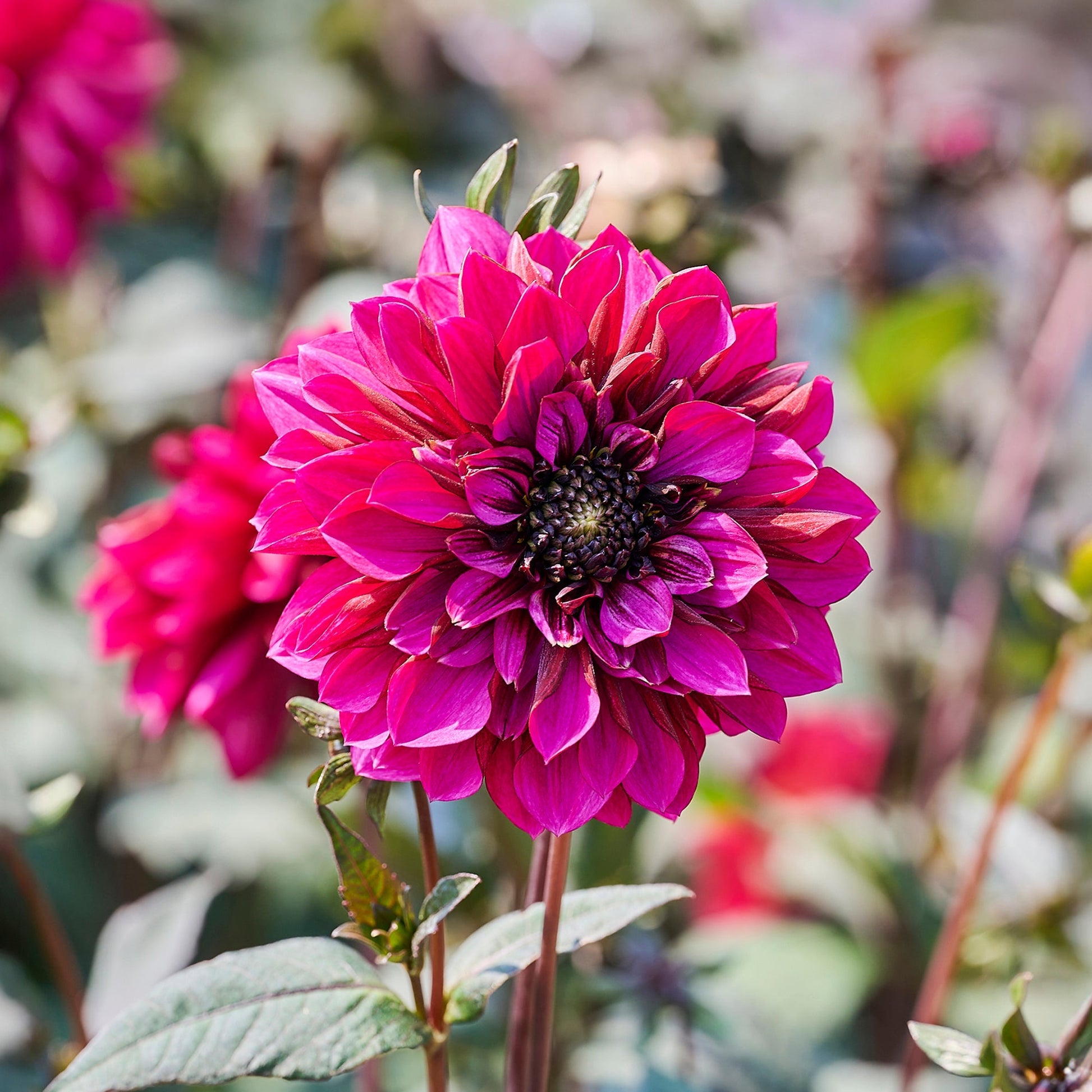 Dahlie 'Purple Haze'