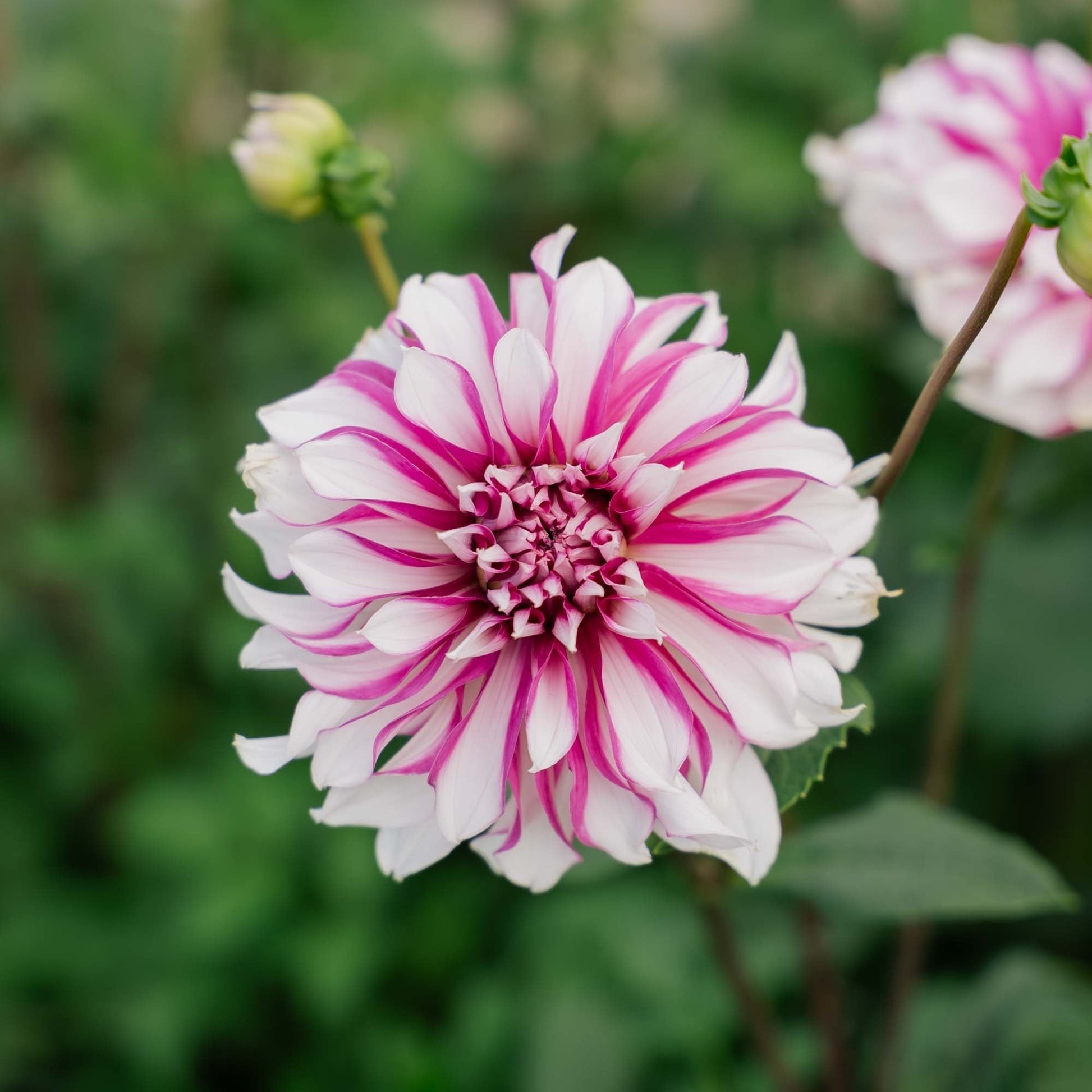 Dahlie 'Radegast'