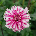 Dahlie 'Radegast'