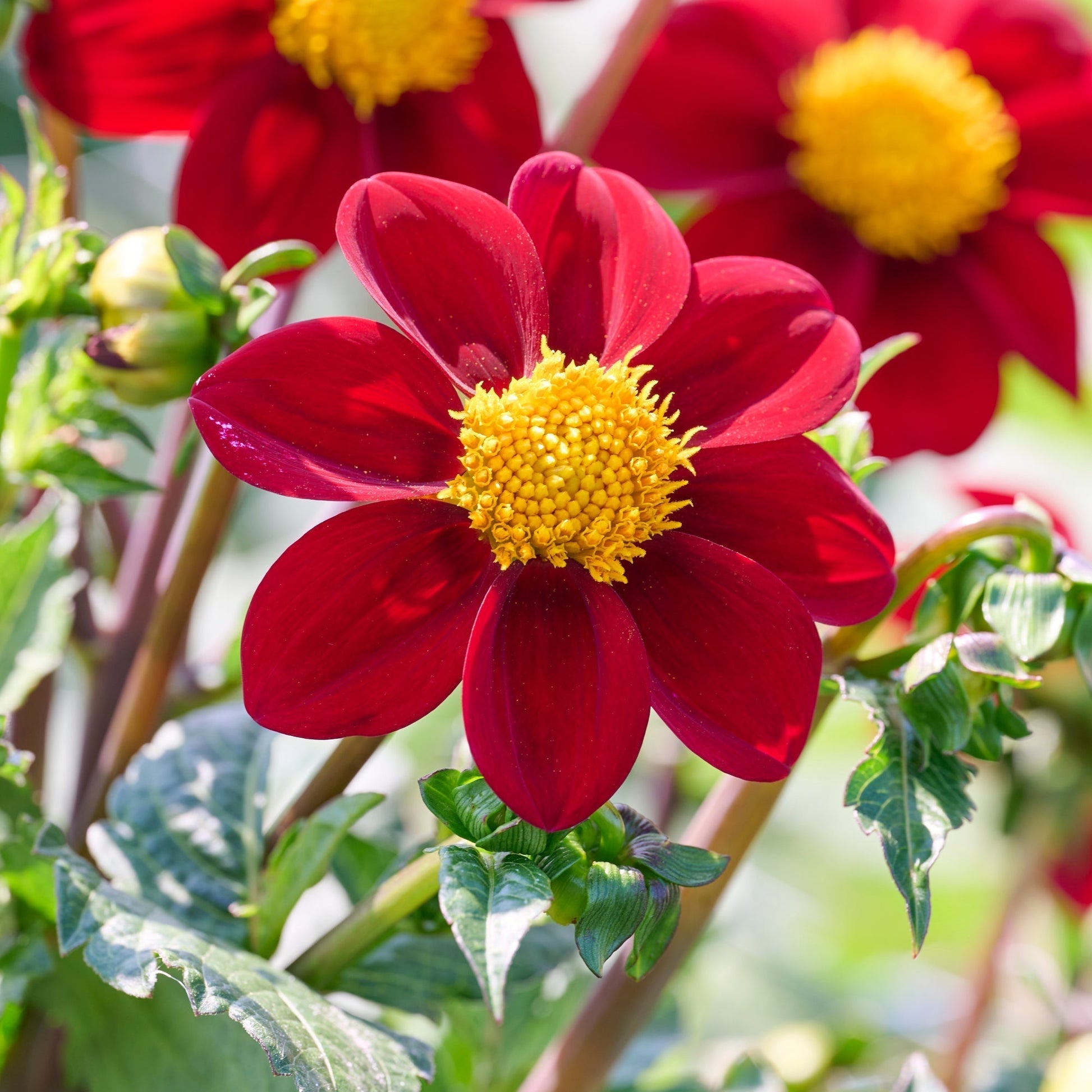 Dahlie 'Red emperor'