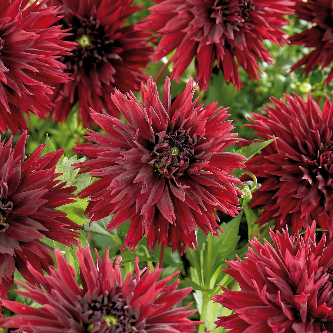 Dahlie 'Sam Hopkins'