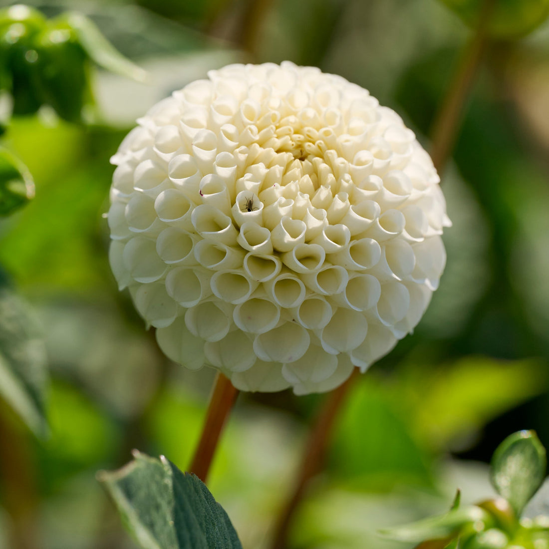 Dahlie 'Small World'