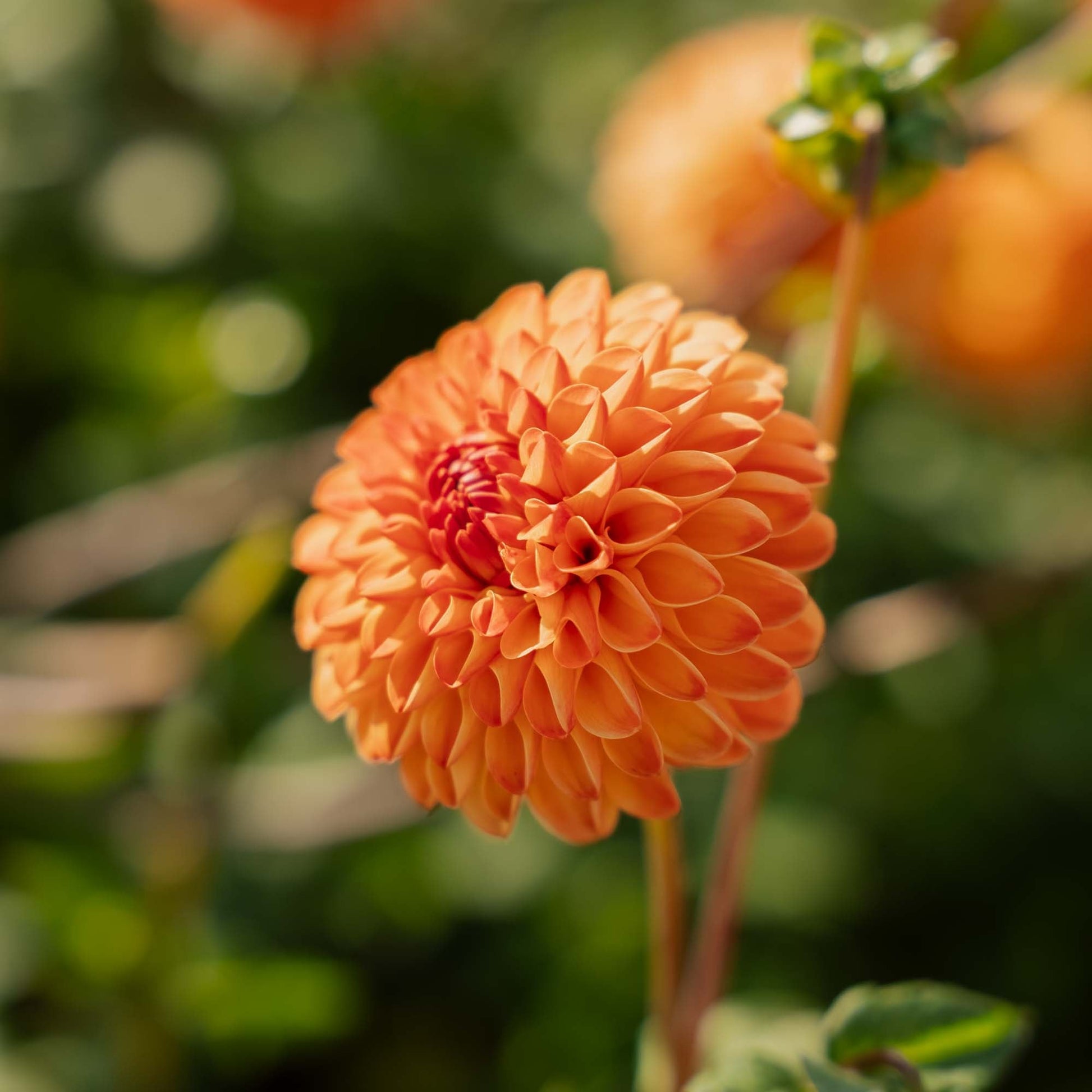 Dahlie 'Souvenir d'Ete'