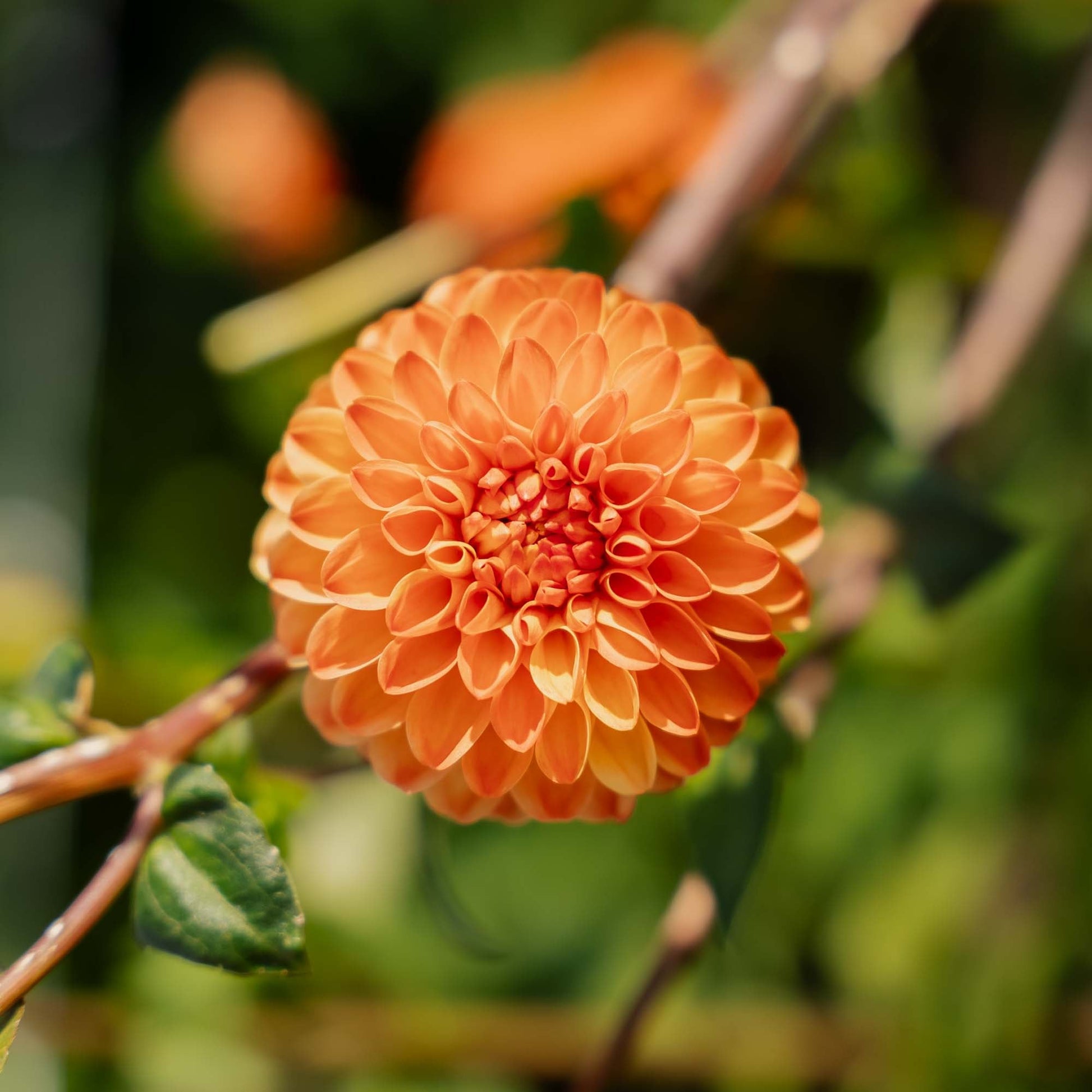 Dahlie 'Souvenir d'Ete'