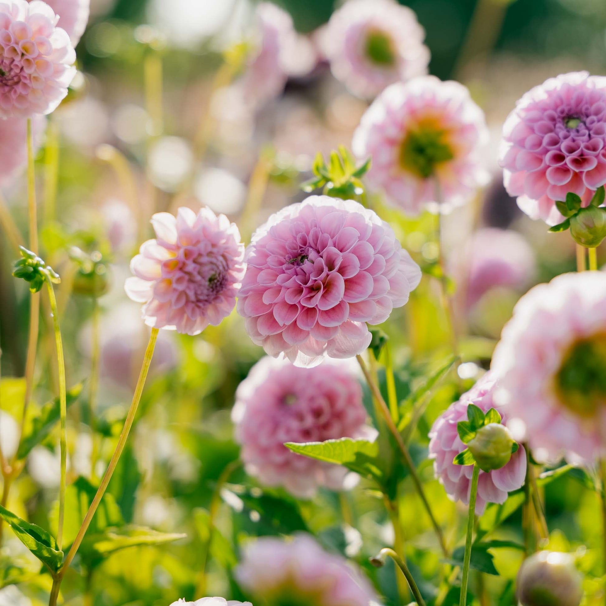 Dahlie 'Stolze von Berlin'