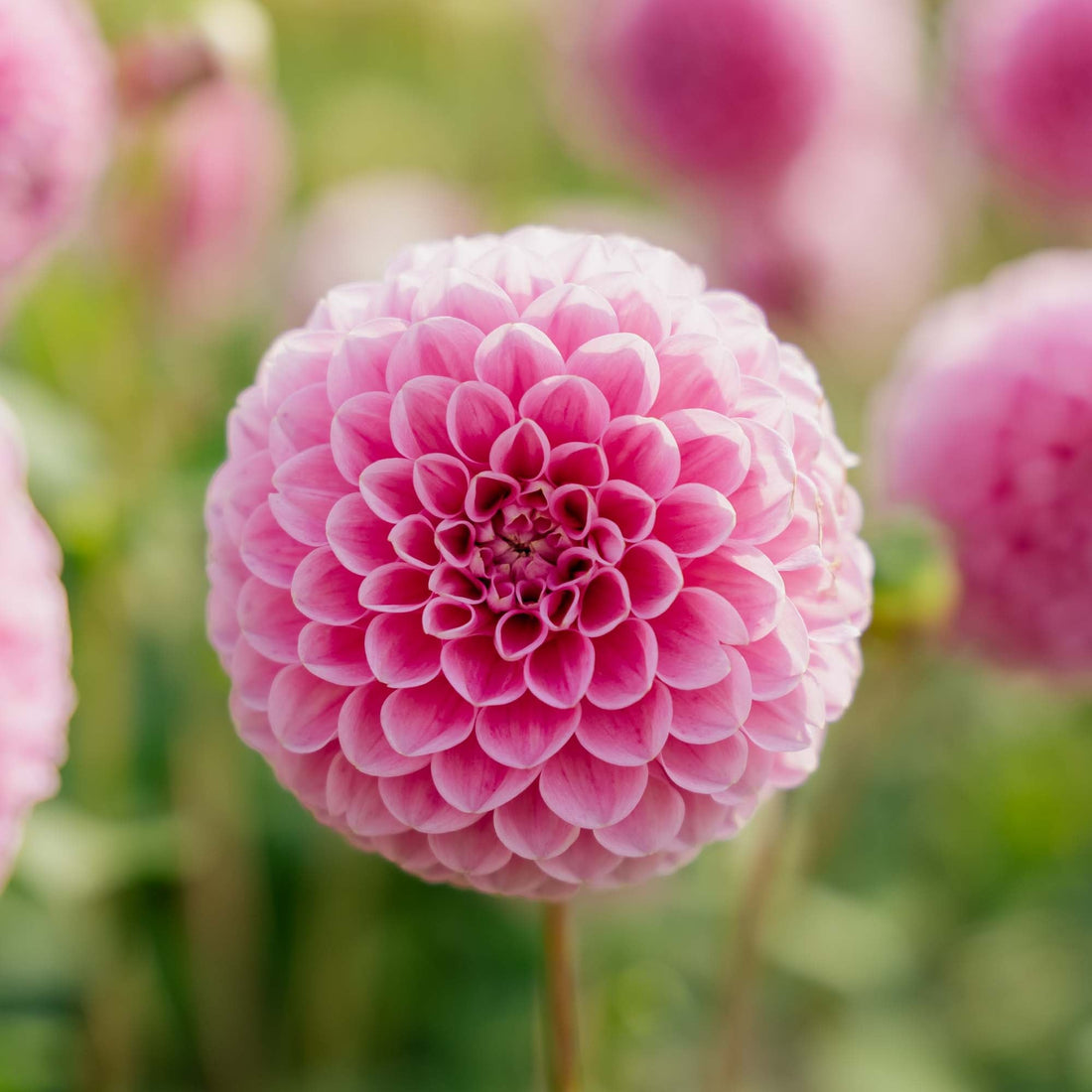 Dahlie 'Sweet fabienne'